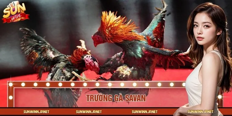 Trường Gà Savan – Điểm Nóng Đá Gà Được Nhiều Người Quan Tâm